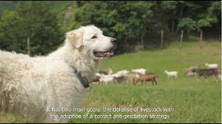 Il Cane da Guardiania nel Parco Nazionale delle Foreste Casentinesi english subtitles [upl. by Certie645]