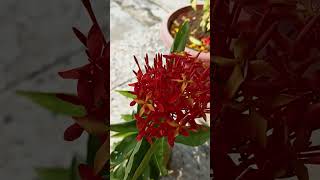 Ixora Coccinea plant youtubeshorts viralvideo nature trending plz subscribe  🥰🥰 [upl. by Fidelas174]