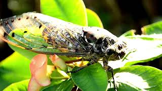 Exploring the Life Cycle of Cicadas  A Fascinating Journey of Survival in Nature  Salabiz [upl. by Annawat]