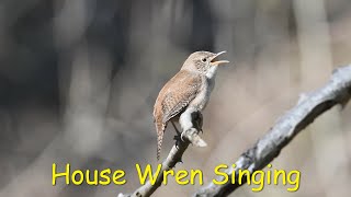 House Wren Singing [upl. by Langbehn]