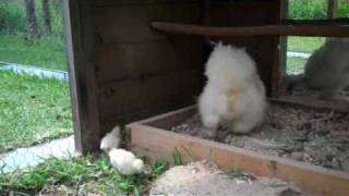 Silkie Chicks 3 Weeks Old Exploring the R [upl. by Bolten]