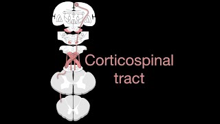 Corticospinal tract [upl. by Drandell599]