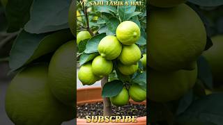 Ye sahi tarika hai per lagane ka 😍😍tricks youtubeshorts tricke growth garden video viralvideo [upl. by Zsa Zsa]