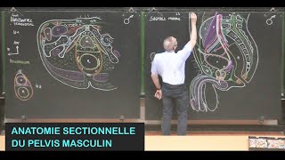 Anatomie sectionnelle du pelvis masculin Pelvis 16 [upl. by Estelle]