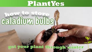 How to prepare and store caladium bulbs 🍂 Autumn Plant Tasks [upl. by Allianora]