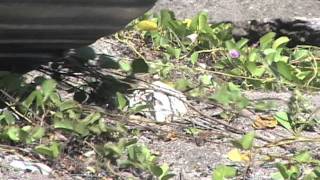 Mangrove destruction in a RAMSAR site Palisadoes Protected Area Jamaica [upl. by Anav]