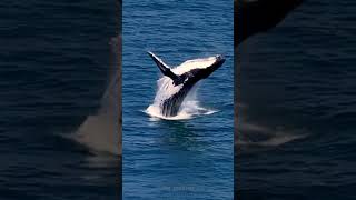 Epic drone footage of Humpback whale breaching Queensland Australia whales [upl. by Rustice]