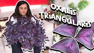 How To Care For Oxalis Triangularis  Purple Shamrock Plant [upl. by Tillie885]