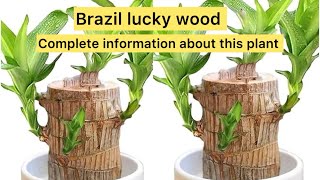 Brazilian Lucky Wood Care Tips how to grow and maintain for best results brazilluckywoodgardening [upl. by Seta445]