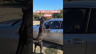 CANE CORSO VS CIOBANESC GERMAN [upl. by Kokaras35]