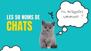 Il sappelle comment ton chat  Noms de chat 2023 [upl. by Aufmann]