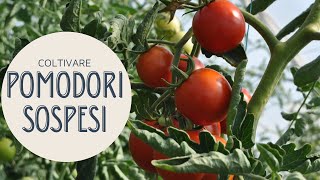 COLTIVARE i POMODORI SOSPESI senza le CANNE con il FILO [upl. by Vanni]