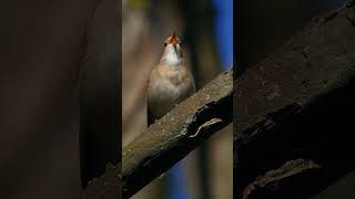 Nightingale Singing Sound birds birdssound nightingale [upl. by Tran707]