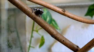 Haltungstipps für Florida Springspinne Phidippus Regius [upl. by Enale]