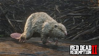 Red Dead Redemption 2  Legendary Beaver Location amp Hunt [upl. by Iruam]