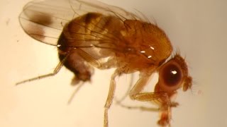 Hoe bestrijden we de suzukifruitvlieg  How to control the Spotted Wing Drosophila [upl. by Francklyn]