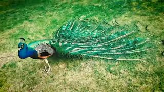 Male Peacock Mating Dance display with beautiful feathers colours and Love sound funny animals video [upl. by Nevuer]