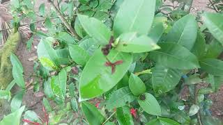 Ixora coccineanature tube nature ayurvedic medicine [upl. by Trik]