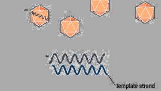 04 2 Biosynthesis ssRNA [upl. by Zeiger132]