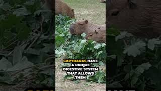 Cuteness Overload Discover Capybaras Incredible Facts [upl. by Keith24]