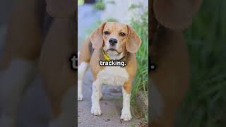 Beagle Dogs History amp Skills in 30 Seconds [upl. by Daniella918]