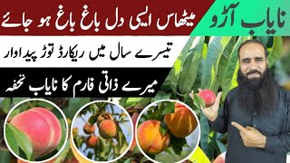 Harvesting Fresh Large Peache  peach tree  آڑو کی بھرپور پیداوار ATCOrganic [upl. by Ashla]