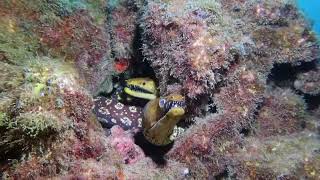 Fangtooth moray eel Enchelycore Ana Tina Tenerife  Spain [upl. by Fanning383]