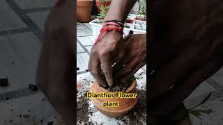 Dianthus Flower plantdianthus flowers plantwala garden shortsvideo [upl. by Coonan]