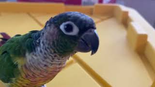 8 Minutes in the Life of a Talking Green Cheek Conure [upl. by Leizo]