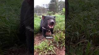 Tasmanian Devil 😈 The Largest Carnivorous Marsupial [upl. by Allsopp49]