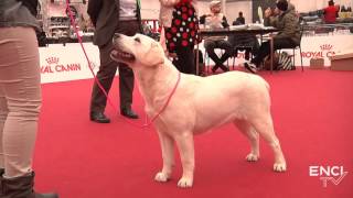 PARMA2016  SAB19 FOCUS Labrador Retriever  Giovani Femmine [upl. by Chiquia]