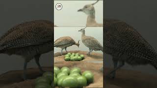 Beautiful eggs 🪺 Tinamou bird 🤯 Facts in Hindi  shorts youtubeshorts beautiful egg facts [upl. by Yve164]