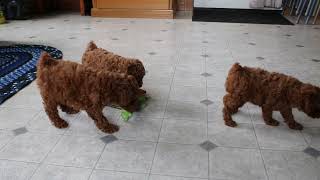 Toy Poodle Puppies for Sale [upl. by Natsyrt41]