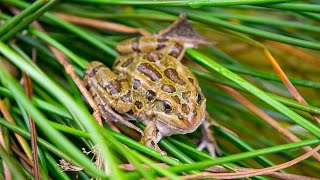 Saving Critically Endangered Frogs [upl. by Edyth]