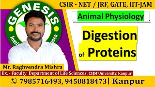 Digestion of Proteins Animal Physiology CSIR NETJRF  GATE  Life science  ICMR IITJAM [upl. by Statis]