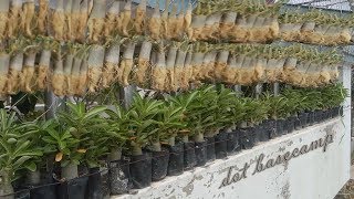 Adenium Caudex Training Starts with Repotting [upl. by Erolyat]