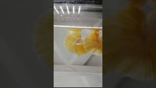 Golden betta fish 2 [upl. by Aved]