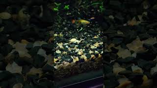 Vídeo de peixinhos ornamentais Lebistes Guppys fish peixelebistes [upl. by Yerfej708]