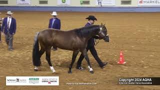 Performance Halter Stallions  2024 AQHA World Championship Show [upl. by Castillo]