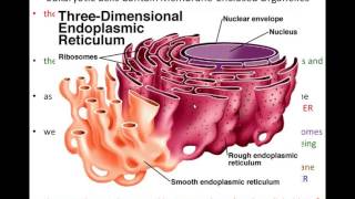 Lecture 13  Intracellular Compartments  Chapter 15 Part 1 [upl. by Mcnalley]