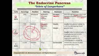 Islets Of Langerhans Histology [upl. by Aiekal]