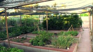 Vegetable Garden in Phoenix [upl. by Acinorav]