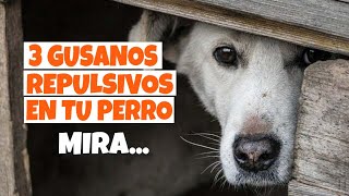 Hechos REPULSIVOS que debes SABER sobre 3 GUSANOS en los PERROS🐶 [upl. by Atinomar161]