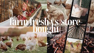 🥚Farm Fresh Eggs VS StoreBought Eggs 🍳 What is the difference  🐔 This Lil Homesteader [upl. by Dich]