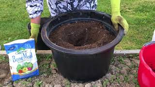 Planting Tomatoes in Containers [upl. by Sharpe304]