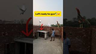 Loft ready ho gya🏡😍 petlover minivlog kabutarvlog pigeonvlogger birds loft pigeonloft [upl. by Fayre]