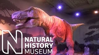 Awesome T Rex Dinosaur Animatronic at the Natural History Museum London [upl. by Sudaorb]