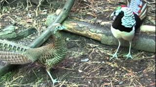 Lady Amherst Pheasants Fighting [upl. by Torhert603]