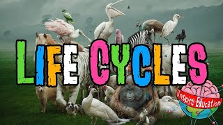 Animal Life Cycles [upl. by Haddad]