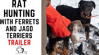 Rat Hunting with Ferrets and Jagd Terriers Trailer DogCastTV [upl. by Aeret]